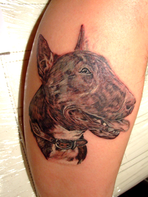 pitbull01.jpg